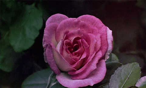 secret garden
